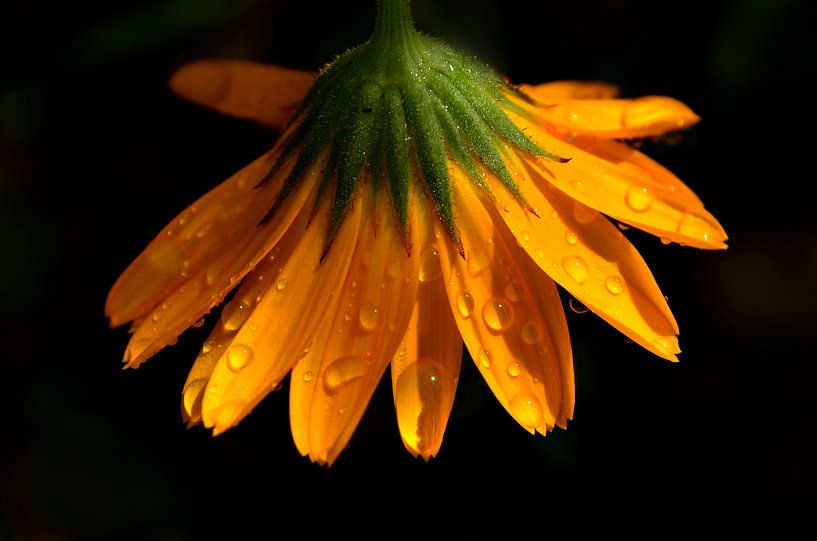 Après la pluie viennent les gouttes par Corinne Welp