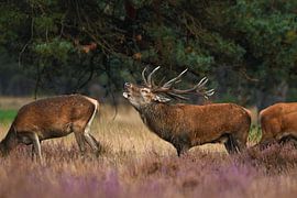 Roaring deer by Ivo Z natuurfotografie