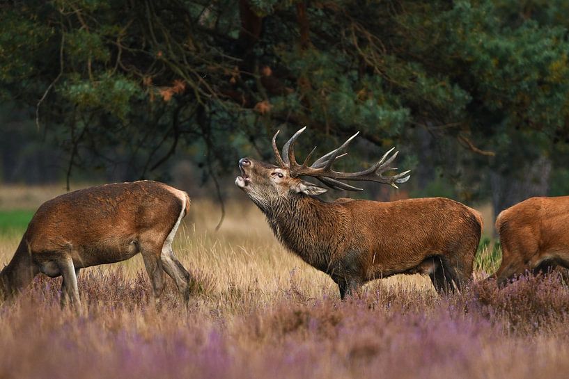 Brennendes Rotwild von Ivo Z natuurfotografie