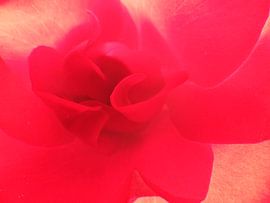 Rose sur Patricia_fotografeert