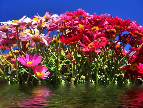 Fleurs de Bach