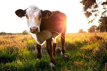 Koeien - Hereford kalf tijdens de zonsondergang van Jaleesa Koelen