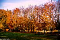 Autumn 2020 by N-Joy Pictures thumbnail