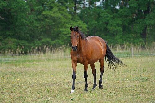 Trakehner Feldmeyer in de wei