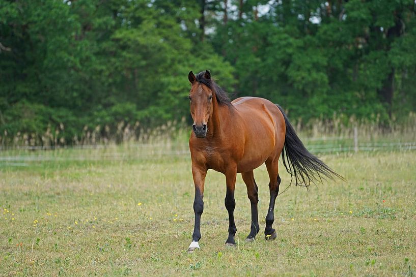 Trakehner Feldmeyer auf der Weide von Babetts Bildergalerie