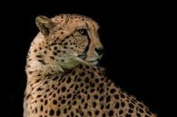 Cheetah, jachtluipaard. Portret. van Gert Hilbink thumbnail