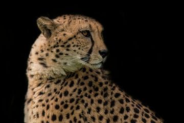 Cheetah, jachtluipaard. Portret. van Gert Hilbink