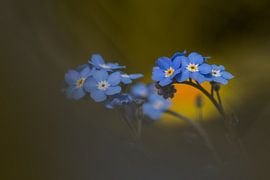 vergeet mij nietje van Desirée Couwenberg