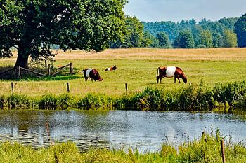 Eine Familie von Laekenfeldern Rind in einer Sommerlandschaft.