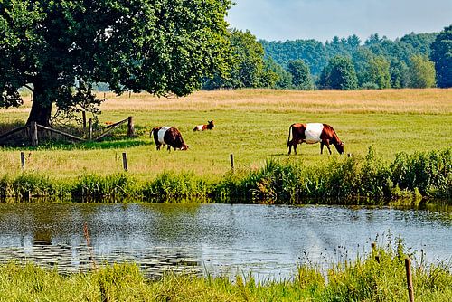 Eine Familie von Laekenfeldern Rind in einer Sommerlandschaft.