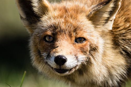 Vos in de Amsterdamse Waterleidingduinen sur Marie-Christine Alsemgeest-Zuiderent