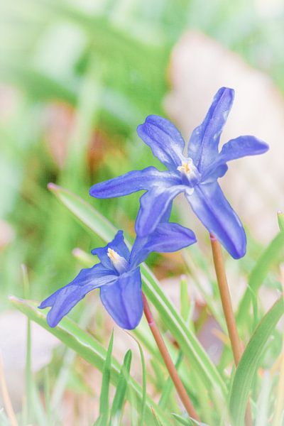Chionodoxa - Sneeuwroem van R Smallenbroek