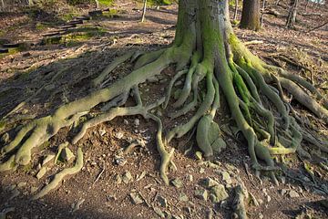 Een oude boom. Geworteld in de aarde 1 van Heidemuellerin