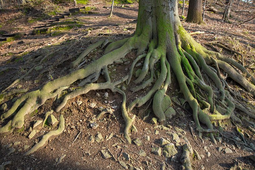 Ein alter Baum. In der Erde verwurzelt 1 von Heidemuellerin