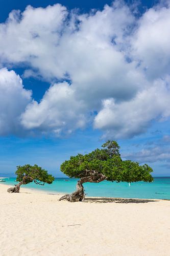 Amazing colors on a Caribbean beach