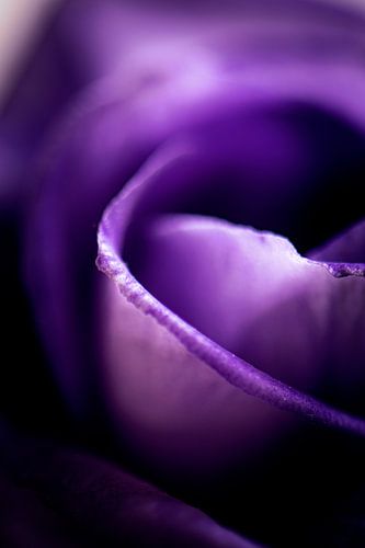 Close - Up Rose