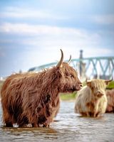 Scottish Highlander with Nijmegen as background.