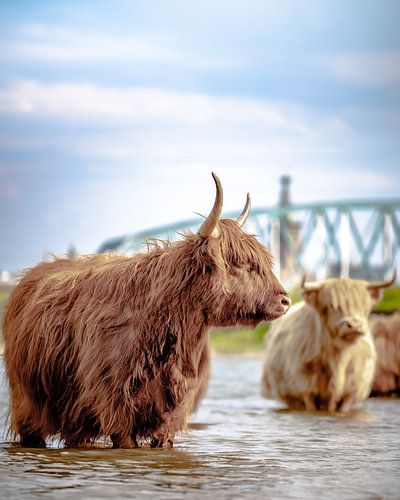 Schotse Hooglander met Nijmegen de achtergrond.