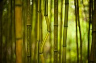 Bamboe Bos van Michel Mees thumbnail