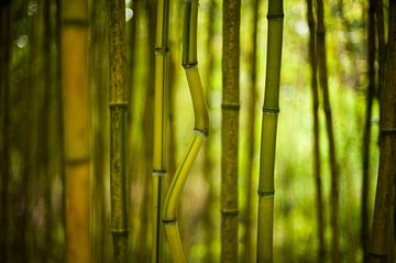 Bamboe Bos