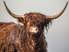 Highlander head by natascha verbij