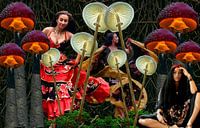 Nederlandse paddestoelen van Terra- Creative thumbnail