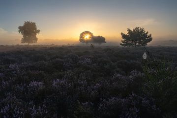 Heide Pano Zuiderheide Laren NH van Jolanda Aalbers