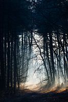 The fog and the sun