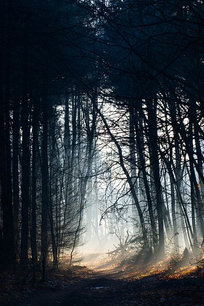 The fog and the sun by Kim Jansen