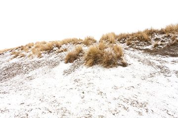 Les dunes d'Ameland dans la neige 01