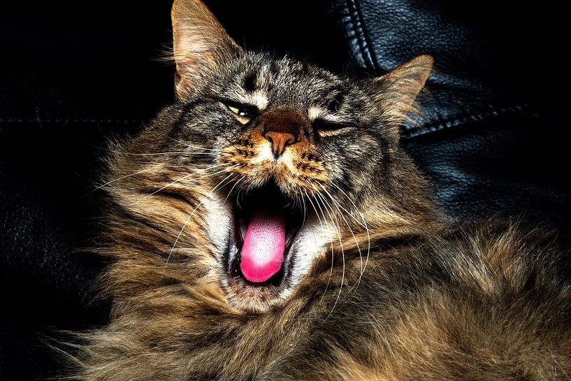 Cat, Maine Coon by Barbara Merlone