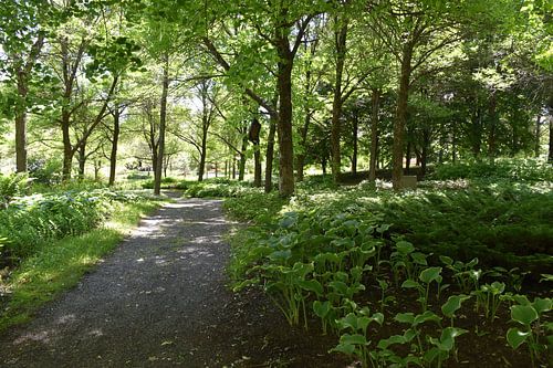 A garden path in summer