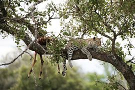 Der Apex-Rest von Wild Love Expedition