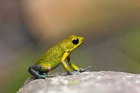 Giftfrosch