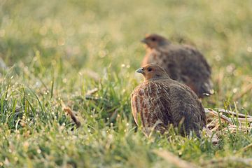Grey Partridges ( Perdix perdix ), pair, couple, sitting in wet grass, early morning backlight situa