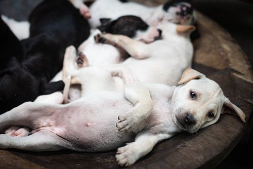 Balinese puppie in een houten kom