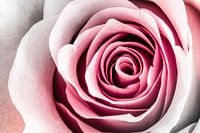 Rose Art