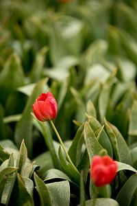 Tulpen mit grünen Blättern auf dem Feld | Naturfoto | Botanisches Design von Karijn | Fine art Natuur en Reis Fotografie