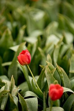 Tulpen mit grünen Blättern auf dem Feld | Naturfoto | Botanisches Design