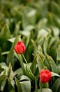 tulpen met groene bladeren  in het veld | natuurfoto | botanisch design van Karijn | Fine art Natuur en Reis Fotografie thumbnail