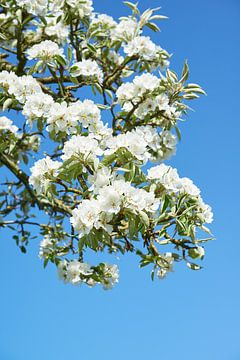 Perenbloesem in het voorjaar van Fred Roest