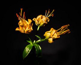 Kunstvolle farbige Blume auf schwarzem Hintergrund von MICHEL WETTSTEIN