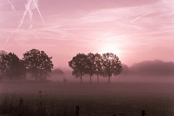 Sonnenaufgang in Twente | rosa und schwarz