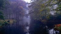 Foggy morning at Bergerbos
