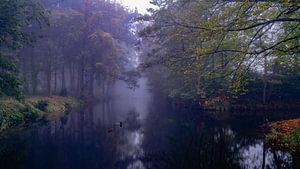 Nebliger Morgen in Bergerbos