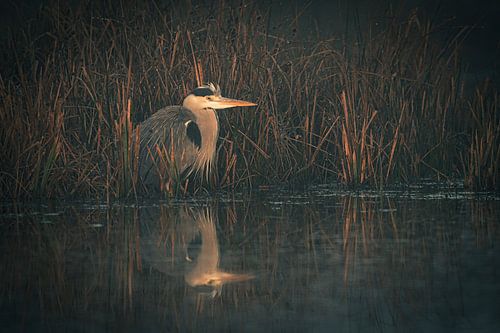 Reiger op de uitkijk