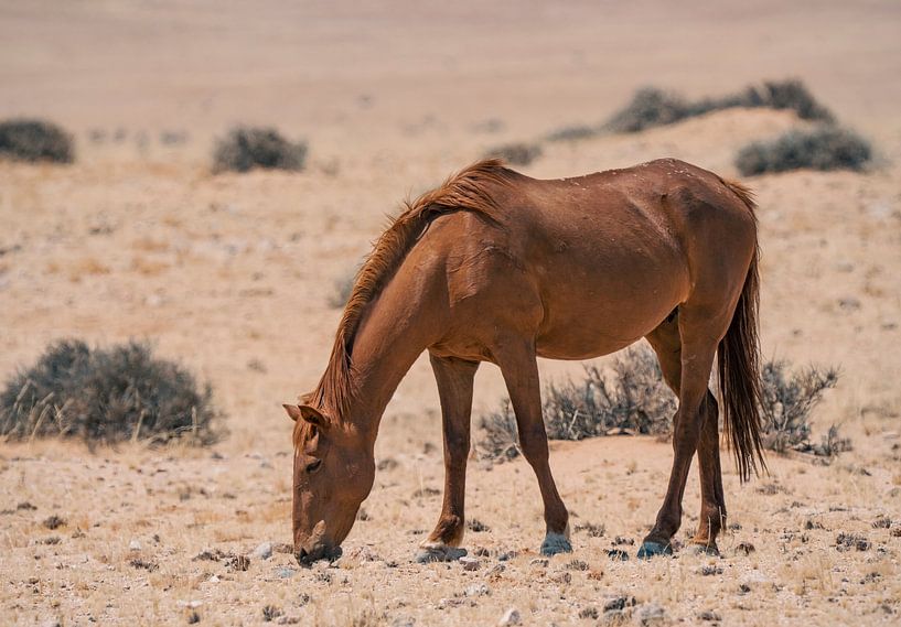 Wildpferd in Garub in Namibia, Afrika von Patrick Groß