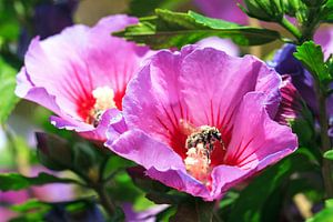 Hibiscus Bij