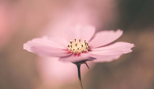 Pink Cosmea flower in pastel shades