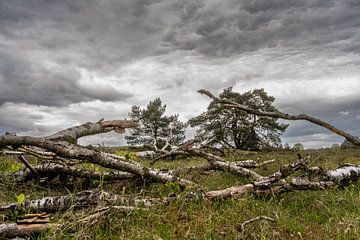 Ruig landschap op de Veluwe bij Loenen van Eugene Winthagen